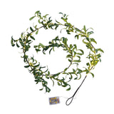 Tyalez  Party Decoration Home Decoration Rattan Lights